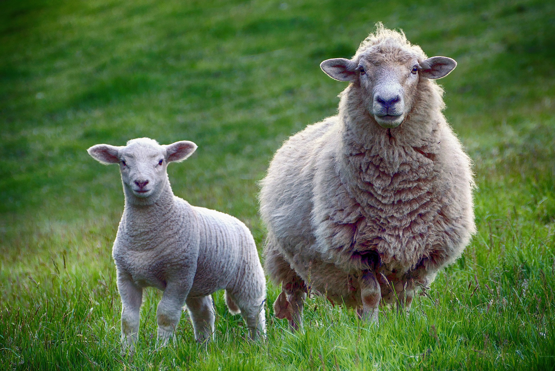 schaap